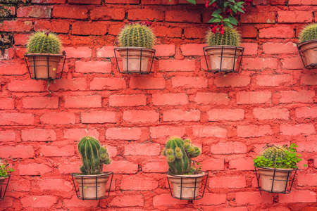 Cactus background pattern. Small cacti in pots.の写真素材