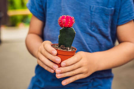 Cactus in the hands of the boy. little boy hugging his houseplant cactus.の写真素材