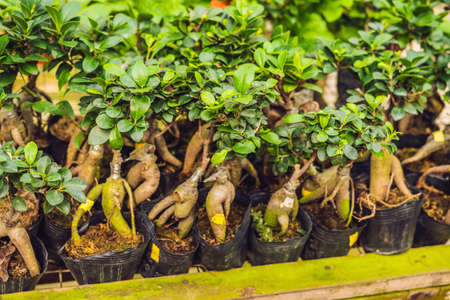 A lot of bonsai in pots on the market.の写真素材