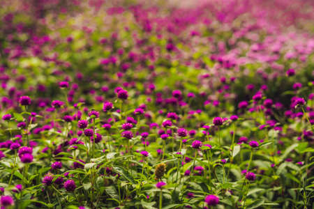 gomphrena globosa or Fireworks Flower is a beautiful pink small flower in garden.の写真素材