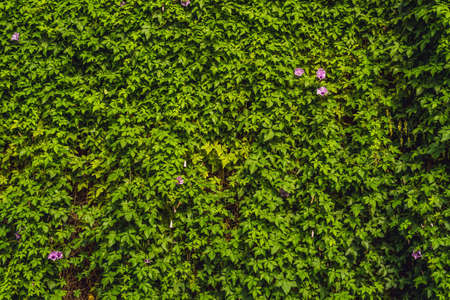 Nature background with texture a green leaf close-up.Leaves texture background with vintage color.の写真素材