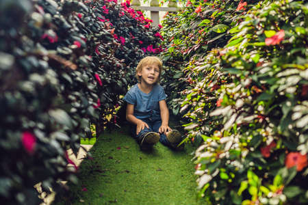A boy enjoys flowers in a flower greenhouse.の写真素材