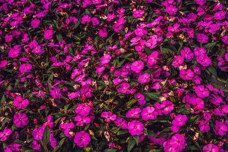 Purple flowers texture closeup. Purple flowers and leaves background.の写真素材