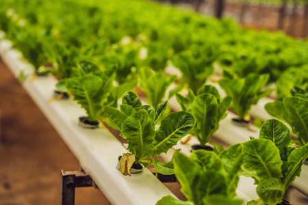 Hydroponic vegetables salad farm. Hydroponics method of growing plants vegetables salad farm, in water, without soil. Hydroponic lettuces in hydroponic pipe.の写真素材