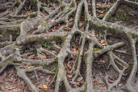 ancient and giant tree in park Bali, Indonesia.
