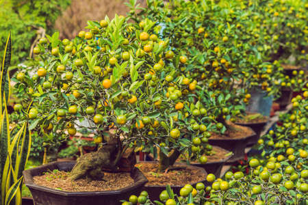 Close up Vibrant orange citrus fruits on a Kumquat tree in honor of the Vietnamese new year. Lunar...