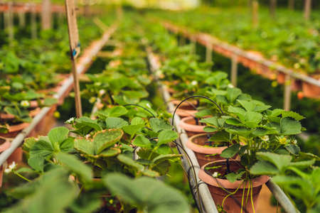 fresh organic strawberries growing on the farm.の写真素材