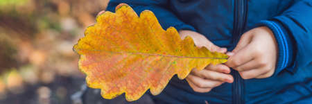 Background autumn orange leaves. Outdoor in the park BANNER long format