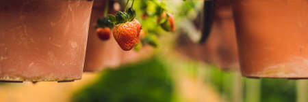 fresh organic strawberries growing on the farm. BANNER long formatの写真素材