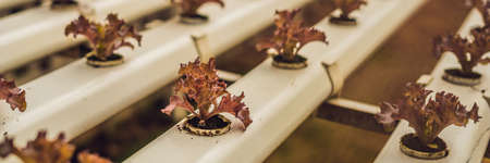 Red coral salad, Salad organic hydroponic farm, Red Leaf Lettuce, Red Oak. Fresh red oak lettuce....