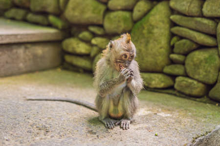 Long-tailed macaques Macaca fascicularis in Sacred Monkey Forest, Ubud, Indonesia.