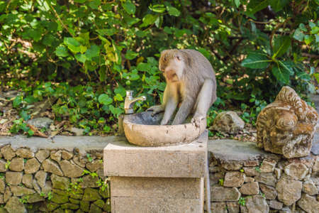 Long-tailed macaques Macaca fascicularis in Sacred Monkey Forest, Ubud, Indonesia.の写真素材