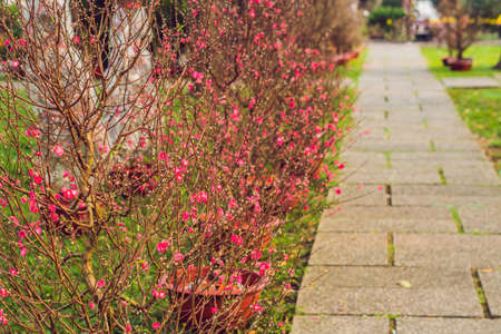 pink blooming trees in honor of the Vietnamese new year. Lunar new year flower market. Chinese New Year. Tet.の写真素材