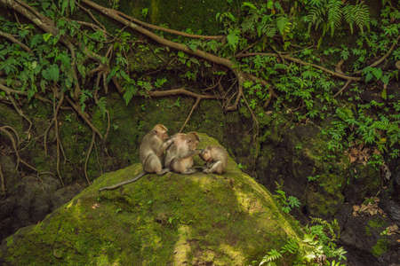 Long-tailed macaques Macaca fascicularis in Sacred Monkey Forest, Ubud, Indonesia.