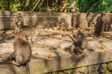 Long-tailed macaques Macaca fascicularis in Sacred Monkey Forest, Ubud, Indonesia.