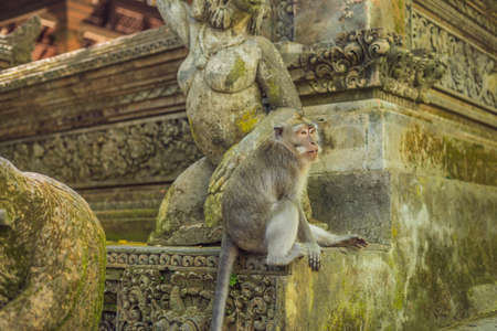Long-tailed macaques Macaca fascicularis in Sacred Monkey Forest, Ubud, Indonesia.の写真素材