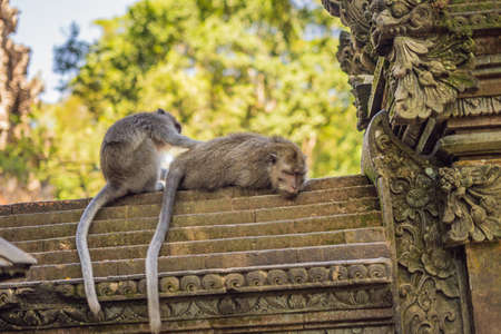 The monkey is doing a massage to another monkey in the monkey forest in Ubud. Bali, Indonesia.の写真素材