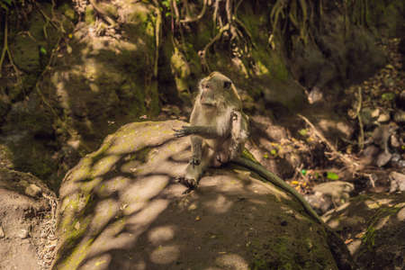 Long-tailed macaques Macaca fascicularis in Sacred Monkey Forest, Ubud, Indonesia.