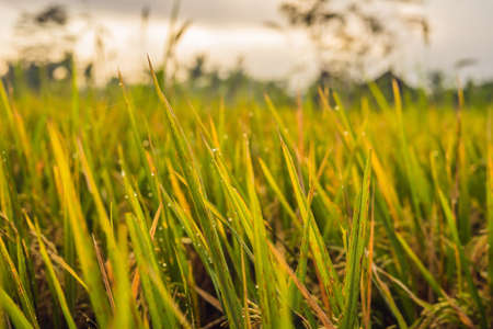 Beautiful dew dropon ripe rice leaf in the morning.