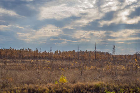 Autumn field and forest, clouds illuminated by the dawn.の写真素材