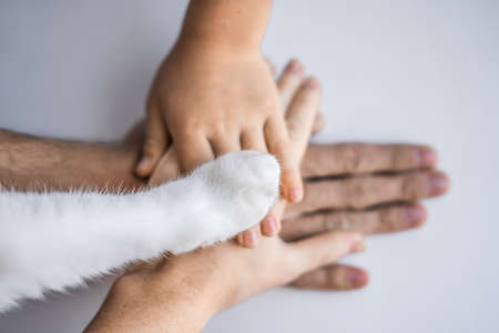The hands of the family and the furry paw of the cat as a team. Fighting for animal rights, helping animals.の写真素材