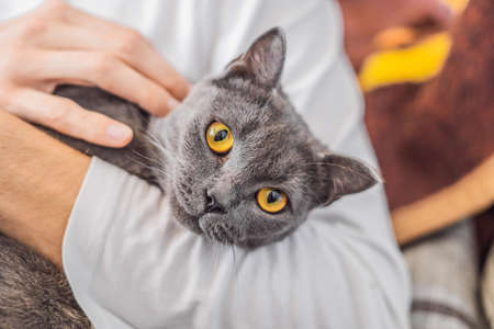 Gray cat with orange eyes on hands.の写真素材