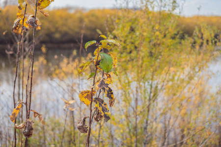 Autumn forest and River in the fall season.の写真素材