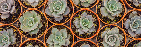 Cactus pattern. Small cacti in pots.の写真素材