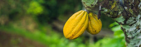 Harvest of cacao pods in natural farm plantation.の写真素材