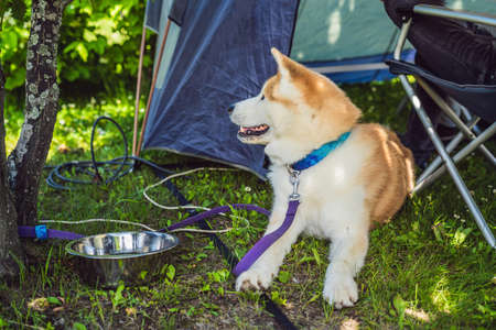 Japanese dog Akita inu portrait outdoor in a camp,の写真素材