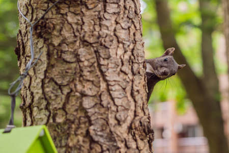 cute red squirrel sitting on tree trunk on blurred forest background.の写真素材
