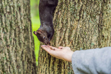Feeding the squirrel in the autumn park. Hand of a man with a nuts. The squirrel is on a tree, eats from the palm, pretty autumn day. Outdoors, copy space, close up.の写真素材