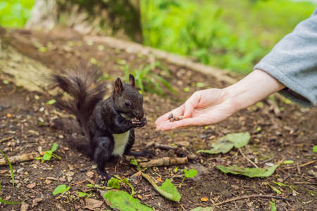 Feeding the squirrel in the autumn park. Hand of a man with a nuts. The squirrel is on a tree, eats from the palm, pretty autumn day. Outdoors, copy space, close up.の写真素材