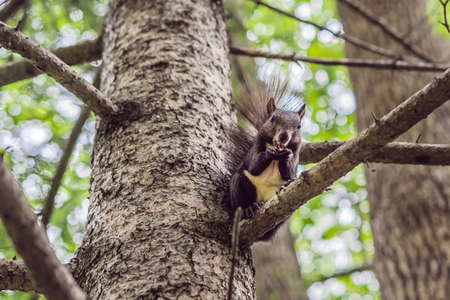 cute red squirrel sitting on tree trunk on blurred forest background.の写真素材