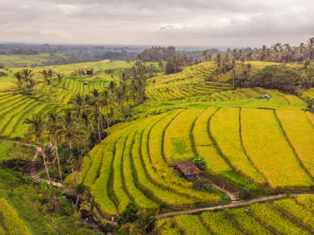 Aerial top view photo from flying drone of green rice fields in countryside Land with grown plants...