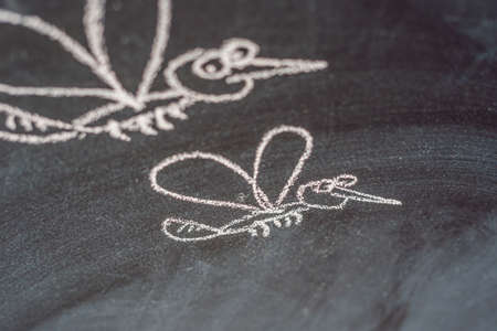 Mosquitoes drawn on the blackboard with chalk.の写真素材