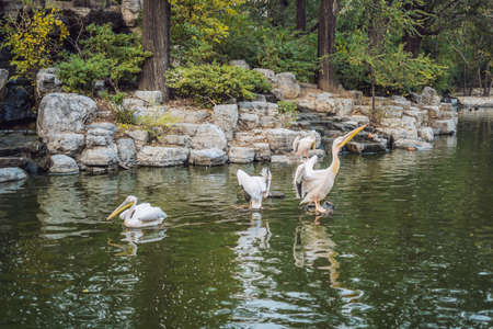 a great big pelican landing in a pond.の写真素材