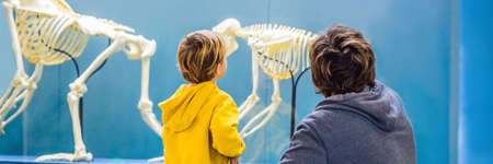 Dad and son are watching the skeletons of ancient and modern people. Human evolution is the evolutionary process that led to the emergence of anatomically modern humans.の写真素材