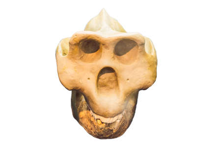 Four skull in a raw showing humans evolution. Human evolution is the evolutionary process that led...