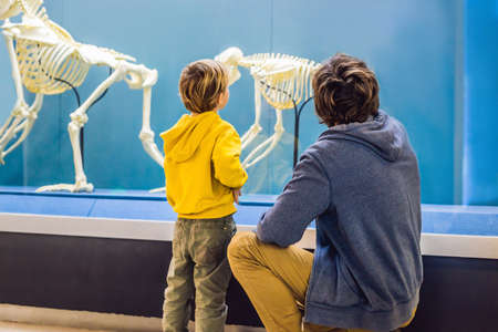 Dad and son are watching the skeletons of ancient and modern people. Human evolution is the evolutionary process that led to the emergence of anatomically modern humans.の写真素材