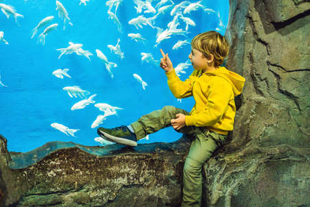 Little boy, kid watching the shoal of fish swimming in oceanarium, children enjoying underwater life in Aquariumの写真素材
