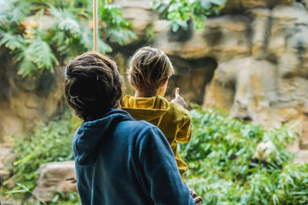 Dad and son at the zoo watch panda eat bamboo.の写真素材