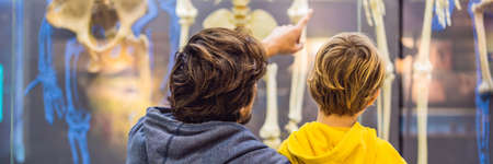 Dad and son are watching the skeletons of ancient and modern people.の写真素材