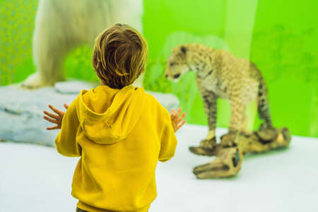 Boy looks stuffed animals in the museum.