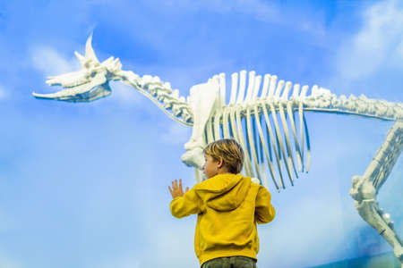 The Boy watching dinosaur skeleton in museum.の写真素材