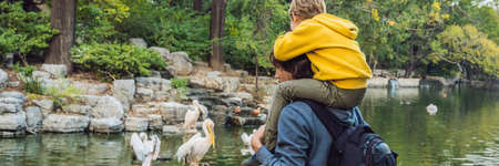 Dad and son watching pelicans on the pondの写真素材