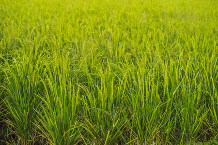 Green cascade rice field plantation Bali Indonesiaの写真素材