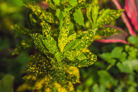 Croton plants with colorful leaves. Tropical plants with yellow spots