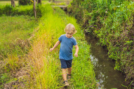 Boy on the rice field in the rice terraces, Ubud, Bali, Indonesia.の写真素材