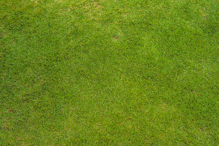 Perfect lawn with green grass view from aboveの写真素材